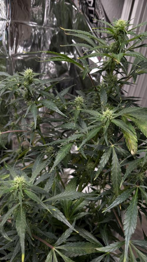 Chocolope first try. Week 9 - 03.04.