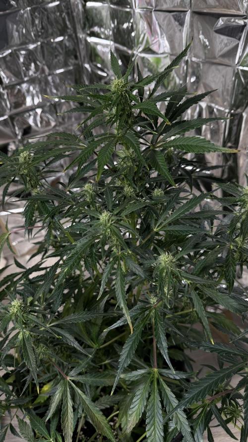 Chocolope first try. Week 9 - 03.04.