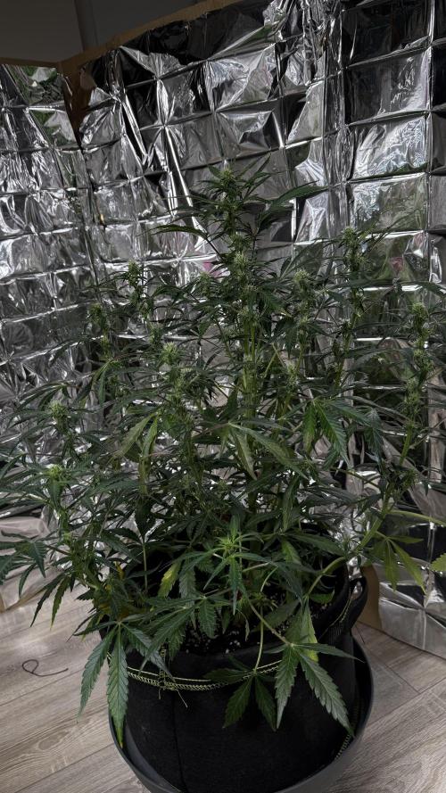 Chocolope first try. Week 9 - 03.04.