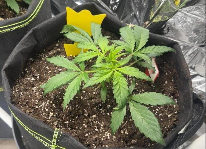 Chocolope first try. Week 4 - 05.03.2026