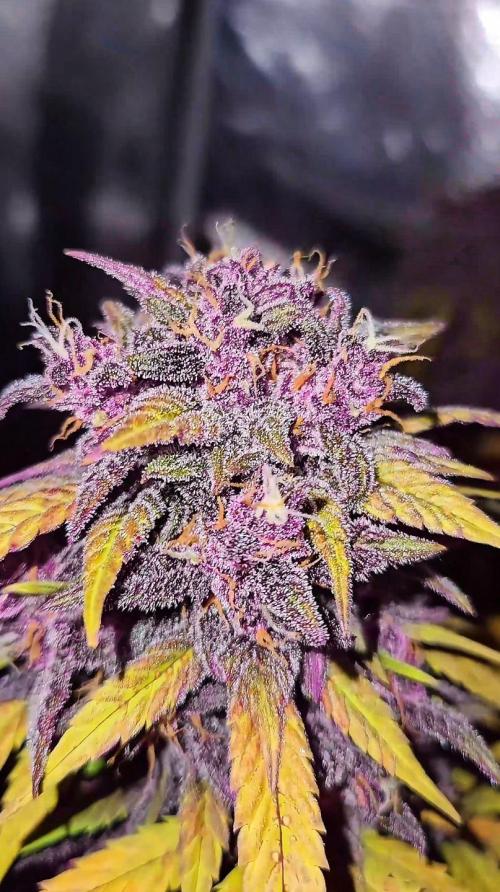 Purple... Week 8 - Diamond Standard in full effect. 💎 This is why we love high-end genetics. 
