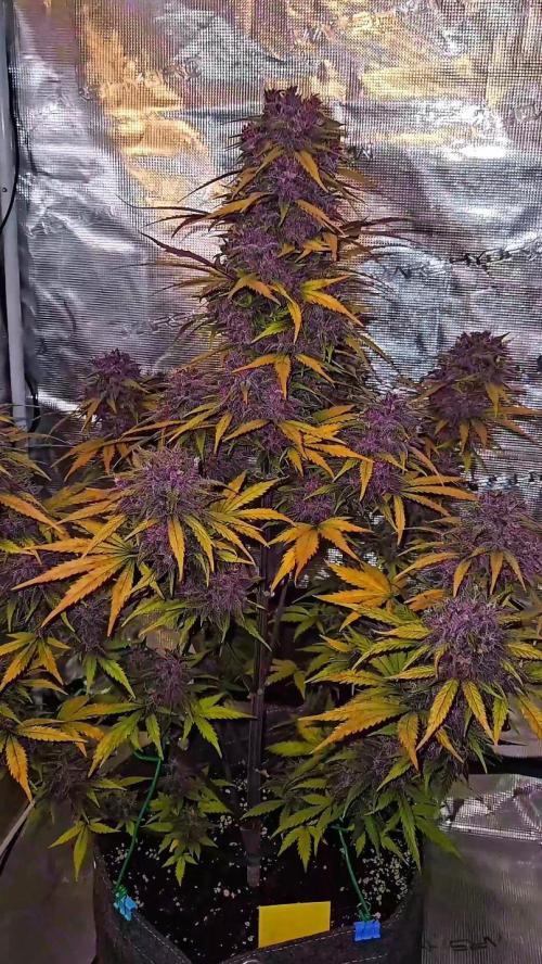 Purple... Week 8 - The structure and the fade are just breathtaking. 🌿 Strong genetics.