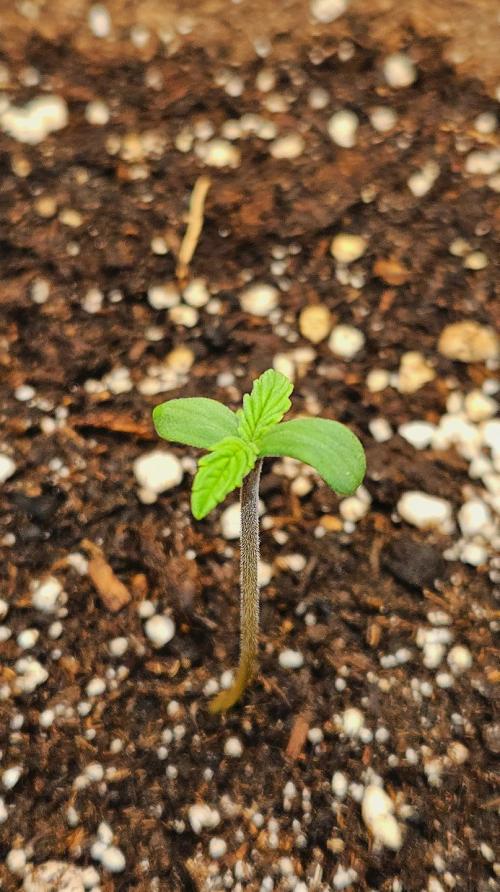 FastBuds Strawberry Gorilla RF3. Week 0 - Strong start for the Strawberry Gorilla! 🍓🦍💎