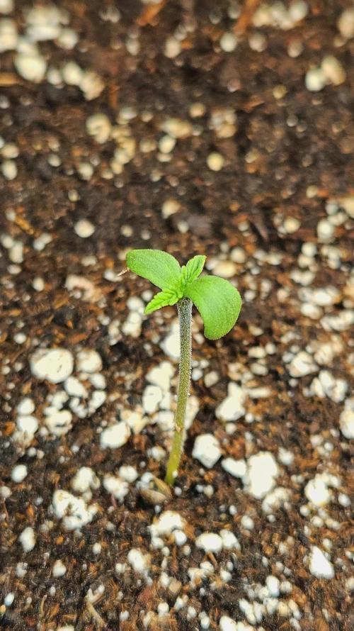 FastBuds Strawberry Gorilla RF3. Week 0 - Welcome to the Squad! Aiming for 4K frost. ✨🗝️