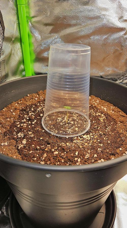 FastBuds Strawberry Gorilla RF3. Week 0 - Humidity is key. Using the cup method. 🌡️💧