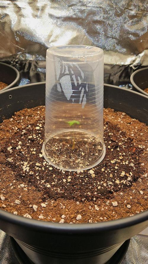 FastBuds Strawberry Gorilla RF3. Week 0 - Small tent, full control. Magic starts here. 🛡️🌌