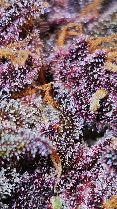 Purple... Week 8 - Look at those glandular heads! Pure terpene factory at Day 74. 🍬🚀