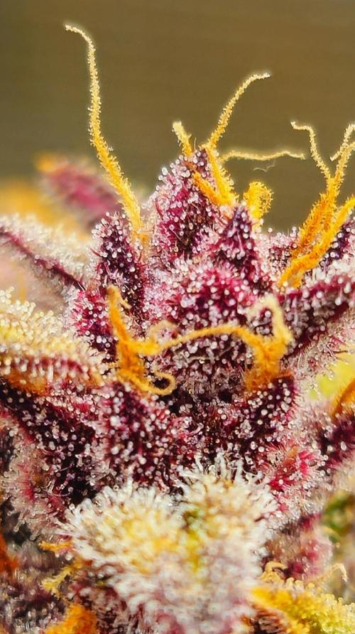 Purple... Week 8 - High-end genetics showing their full potential. Diamond Squad quality! ✨🗝️
