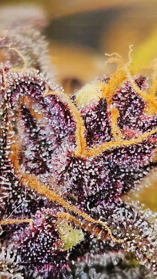 Purple... Week 8 - A true forest of trichomes. The frost is getting intense now! ❄️🔍💎