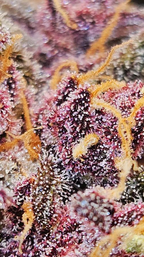 Purple... Week 8 - Macro madness! That glandular frost structure is insane. 🔬❄️💎