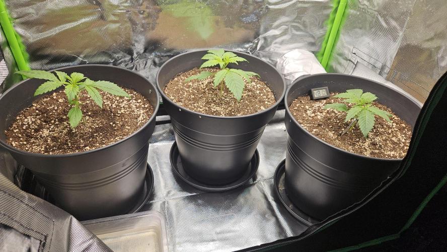 FastBuds Strawberry Gorilla RF3. Week 2 - The trio is settled. The Squad is growing! 🛡️✨