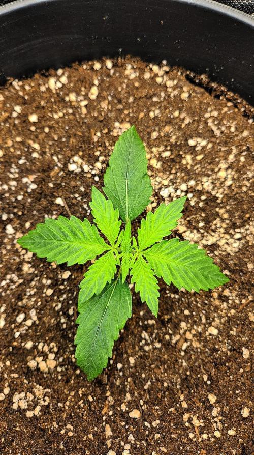FastBuds Strawberry Gorilla RF3. Week 2 - Perfect symmetry. Nature in its pure form. 🌿⚡