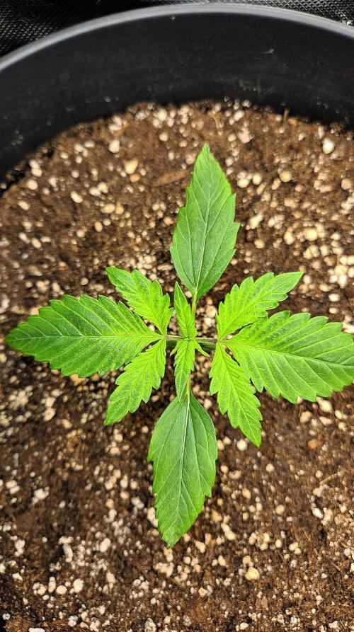 FastBuds Strawberry Gorilla RF3. Week 2 - Ready to explode. The power of RF3 genetics. 🦁🔥