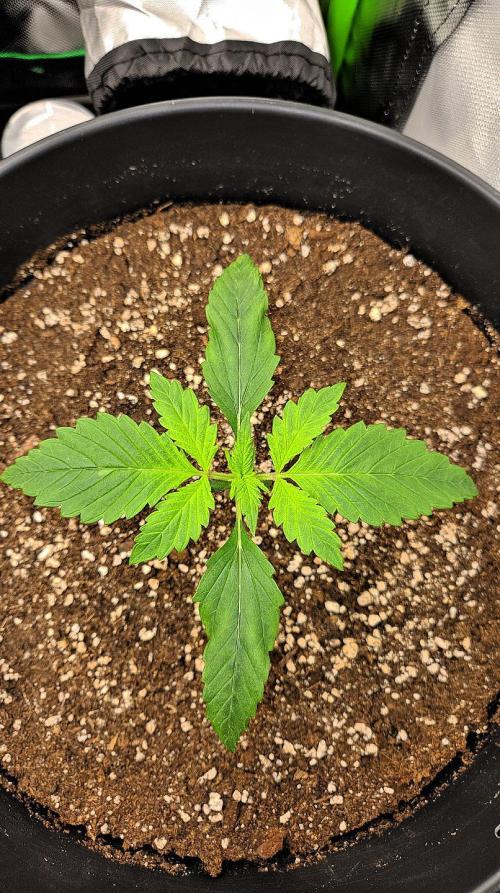 FastBuds Strawberry Gorilla RF3. Week 2 - Focus on the foundation! 💎❄️