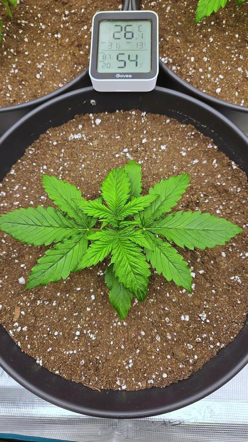 FastBuds Strawberry Gorilla RF3. Week 2 - Establishing deep roots in the fresh Lightmix layer. 🌿✨