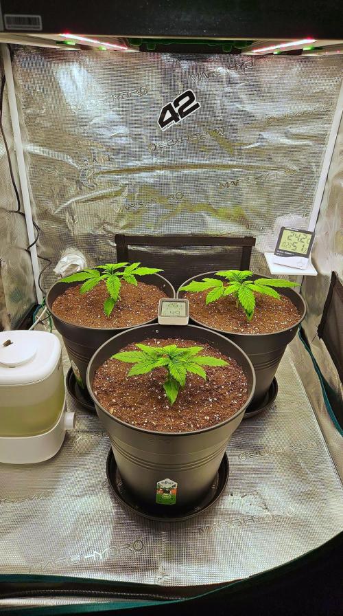 FastBuds Strawberry Gorilla RF3. Week 2 - Moved into the 80x80x160cm palace for maximum growth potential. 🏛️💎