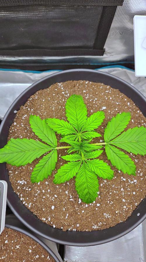 FastBuds Strawberry Gorilla RF3. Week 2 - Perfectly centered and soaking up the power of the RF3 genetics. 🦍⚡