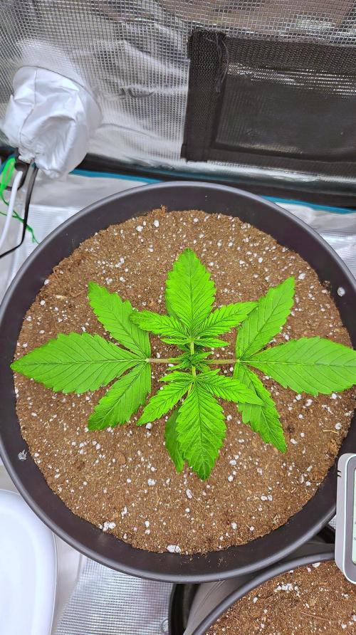 FastBuds Strawberry Gorilla RF3. Week 2 - Expanding the leaf surface to prepare for the upcoming explosion. 🍃🔥