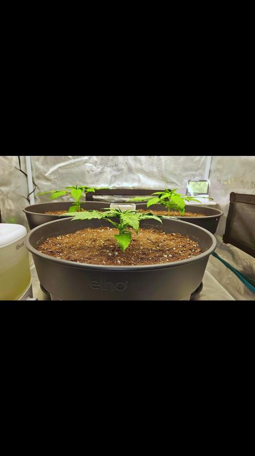 FastBuds Strawberry Gorilla RF3. Week 2 - Healthy posture and ready to dominate the new space! 🛡️🚀
