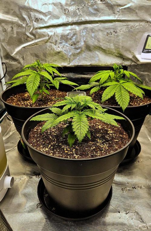 FastBuds Strawberry Gorilla RF3. Week 3 - Fresh start! 🔋 New soil, new energy. The Squad grows! 🛡️⚓️