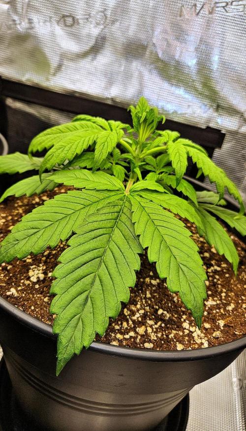 FastBuds Strawberry Gorilla RF3. Week 3 - Monitoring moisture. 💧 Fresh soil holds water deep. 💎