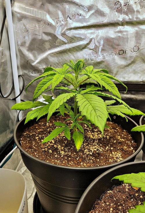 FastBuds Strawberry Gorilla RF3. Week 3 - Lab Reality: Slight clawing from high root moisture. 🌿🔬