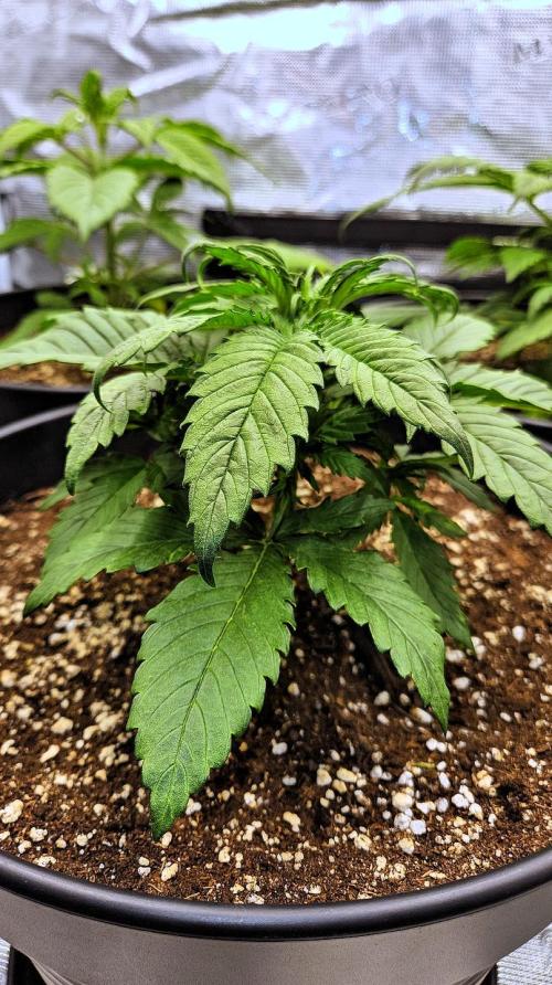 FastBuds Strawberry Gorilla RF3. Week 3 - Stabilizing environment. 🛠️ Reaching for the light! 💎🔥