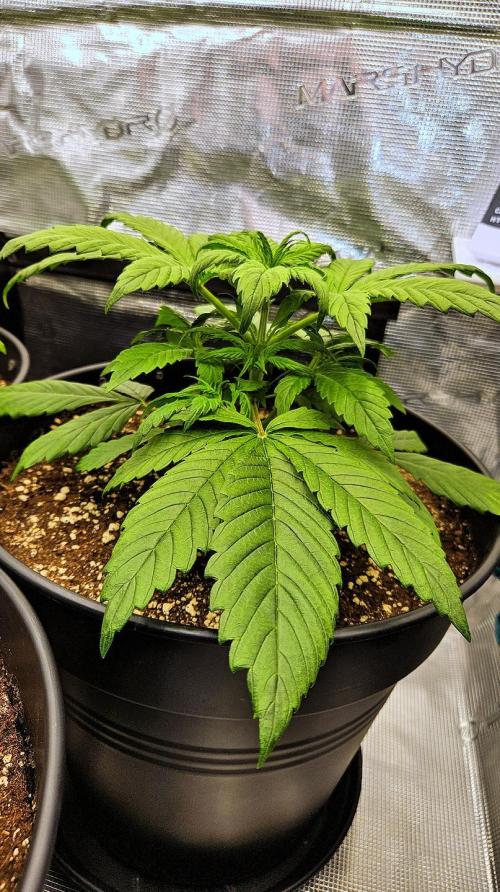 FastBuds Strawberry Gorilla RF3. Week 3 - Pro care: Balancing water & oxygen. Master growth! 🛡️⚓️