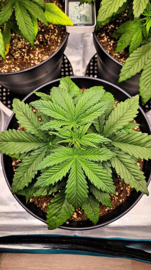FastBuds Strawberry Gorilla RF3. Week 4 - Top view: Filling the space. 🌿💎