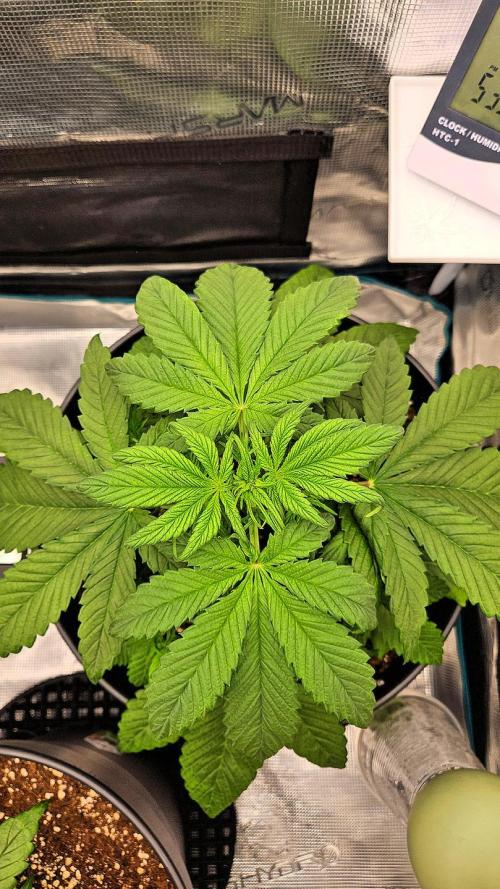 FastBuds Strawberry Gorilla RF3. Week 4 - Lush canopy forming. Energy is peak! 🔋