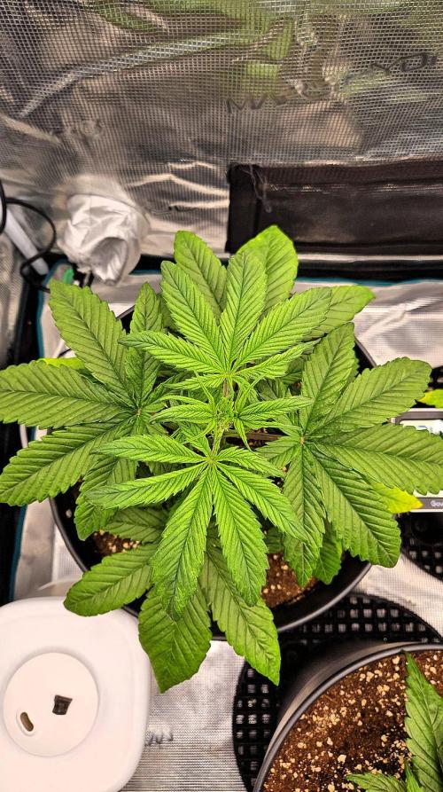 FastBuds Strawberry Gorilla RF3. Week 4 - Healthy structure, ready for more. 🏗️✨