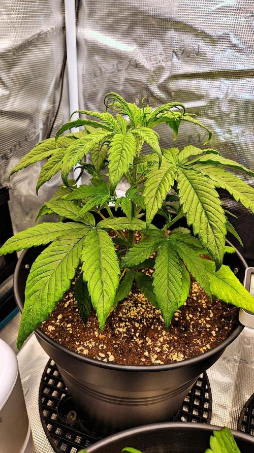 FastBuds Strawberry Gorilla RF3. Week 4 - Root moisture check. Dialing it in! 💧🔬
