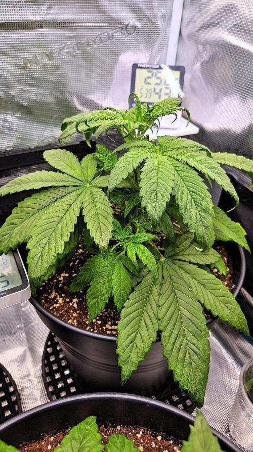 FastBuds Strawberry Gorilla RF3. Week 4 - Clawing recovery in progress. 🛠️🌿