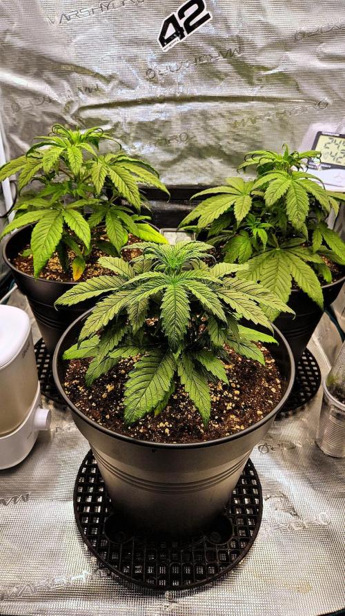 FastBuds Strawberry Gorilla RF3. Week 4 - Symmetry in the lab. Nature's art. 🎨💎