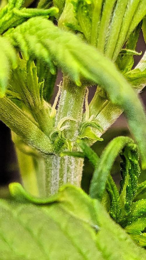FastBuds Strawberry Gorilla RF3. Week 4 - Macro detail: First signs of magic. 🔍❄️