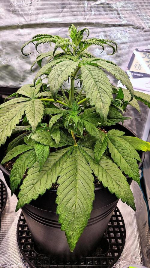 FastBuds Strawberry Gorilla RF3. Week 4 - Steady growth. The Squad is strong! 🛡️⚓️