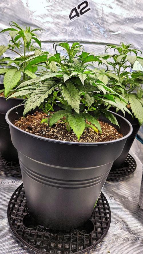 FastBuds Strawberry Gorilla RF3. Week 4 - Side profile. Building the foundation. 🏗️
