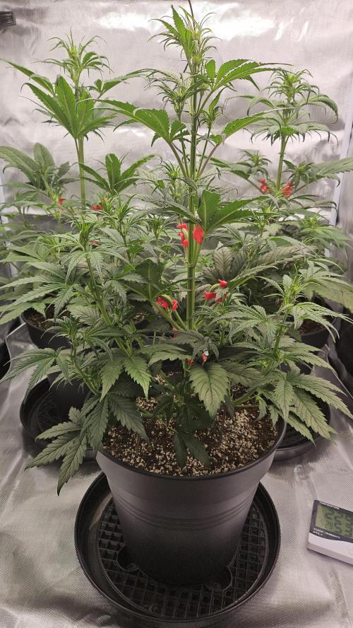 FastBuds Strawberry Gorilla RF3. Week 5 - Massive growth! Unbelievable...