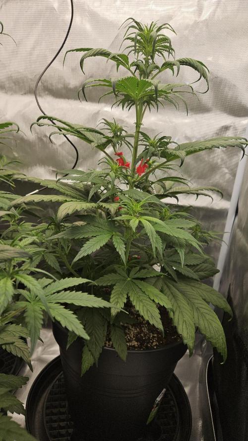 FastBuds Strawberry Gorilla RF3. Week 5 - Slight clawing, but we'll get that under control!