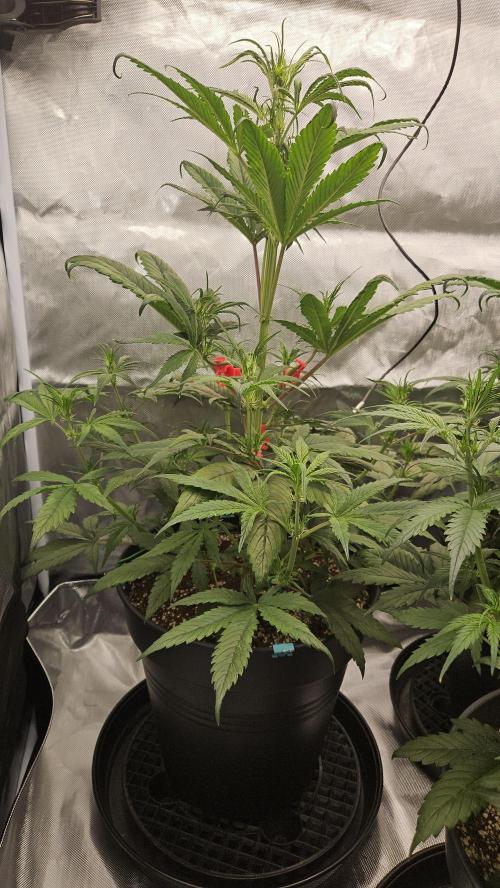 FastBuds Strawberry Gorilla RF3. Week 5 - Start of flowering now!