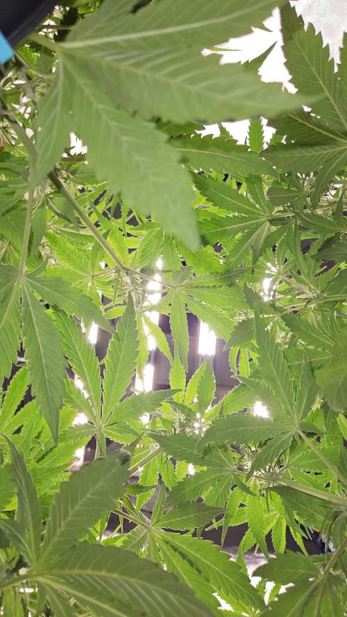 FastBuds Strawberry Gorilla RF3. Week 6 - Deep canopy dive. Recovered & sharp. 🌿💎
