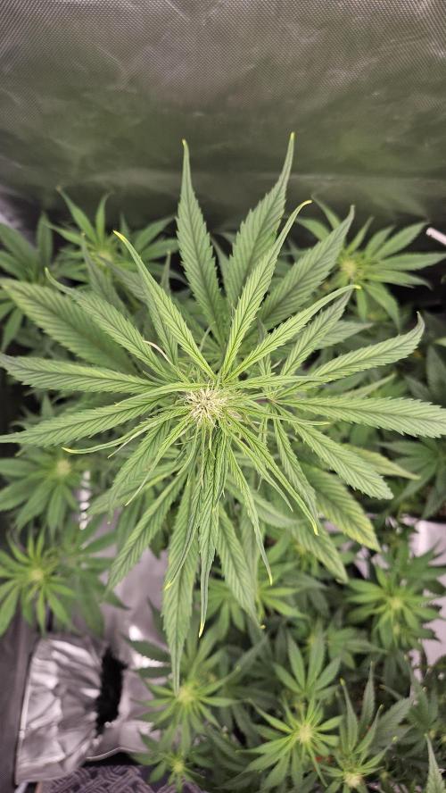 FastBuds Strawberry Gorilla RF3. Week 6 - Reaching for the light. Strong main head. 🚀🥦