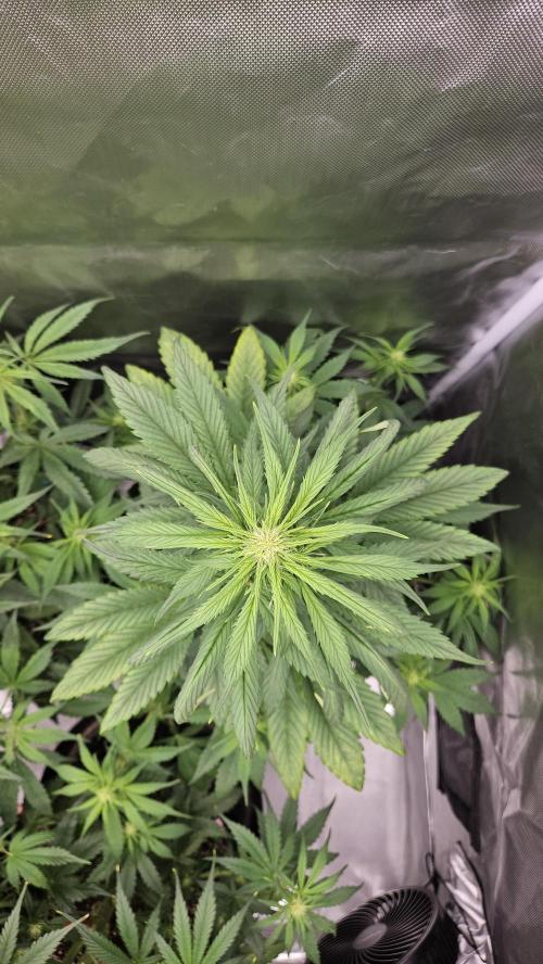 FastBuds Strawberry Gorilla RF3. Week 6 - Pistils popping everywhere. Bloom mode ON. ❄️✨