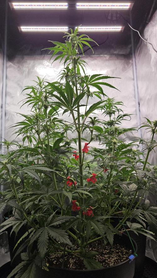 FastBuds Strawberry Gorilla RF3. Week 6 - Day 31 and pure power. Unreal growth. 🍓🦍