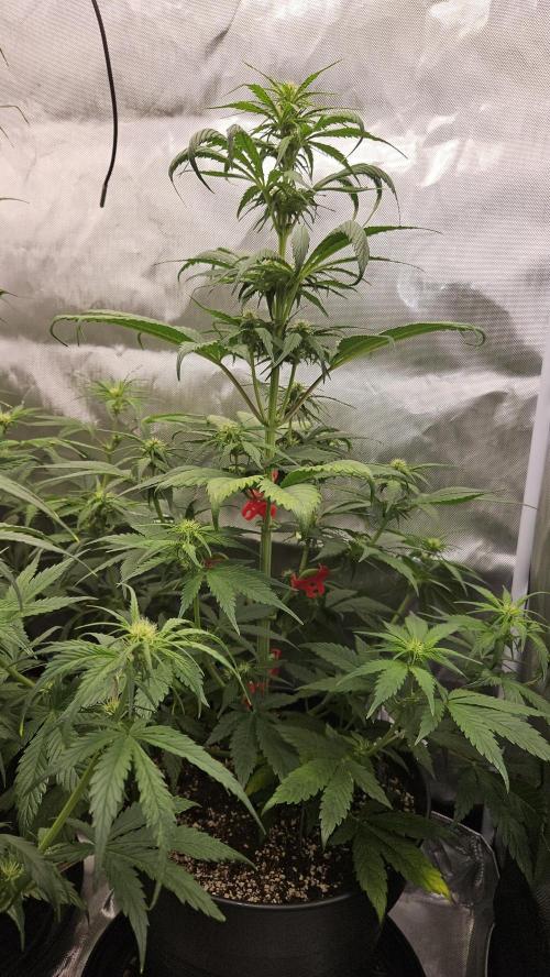 FastBuds Strawberry Gorilla RF3. Week 6 - Low view. Perfect light penetration. 🔦💎