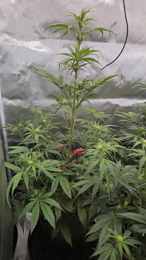FastBuds Strawberry Gorilla RF3. Week 6 - Healthy nodes, solid frame. Total balance. 🛡️⚓️