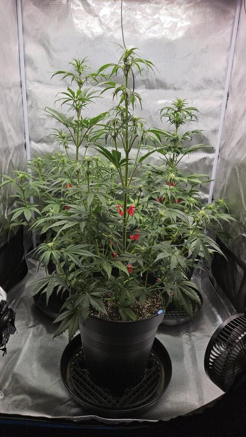 FastBuds Strawberry Gorilla RF3. Week 6 - Trio filling the 90x90. Ready to explode. 💥💥