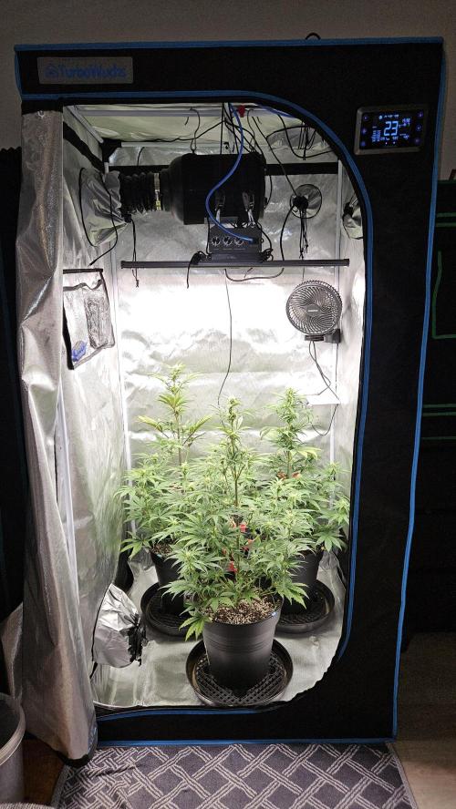 FastBuds Strawberry Gorilla RF3. Week 7