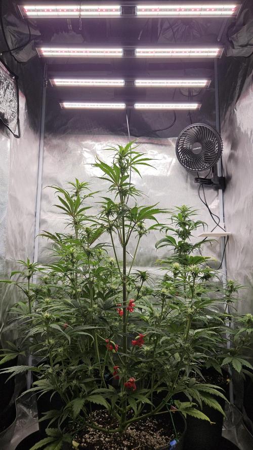 FastBuds Strawberry Gorilla RF3. Week 7
