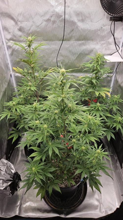 FastBuds Strawberry Gorilla RF3. Week 7